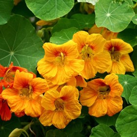 Sarkantyúka Orange Gleam, Tropaeolum majus, ehető virág